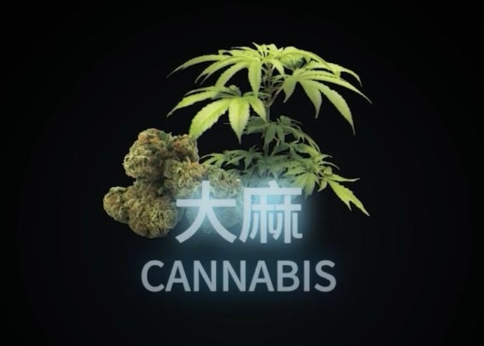 Cannabis